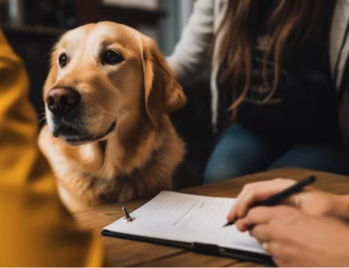 Nueva Ley de Bienestar Animal: Obligatoriedad del Seguro de Responsabilidad Civil para dueños de perros